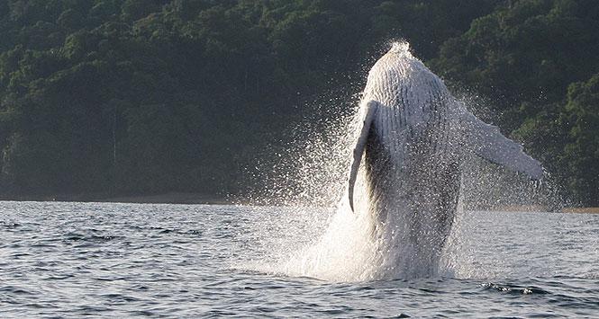 En época de ballenas, Bahía Solano celebra el Festival de la Bahía
