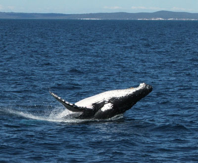 Temporada de avistamiento de ballenas inicia este 15 de julio