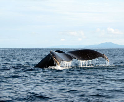 Las ballenas jorobadas ya están llegando al pacífico colombiano