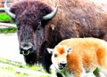 Una bisonte se roba el show en el Zoológico Santa Fe