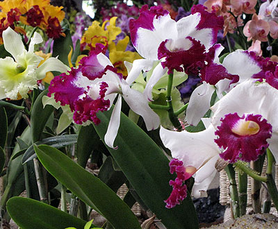Orquídeas, pájaros y flores se prepara Orquídeas, pájaros y flores se prepara