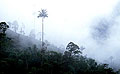 Cerro Miraflores será declarado Parque Natural