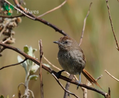 Crean Reserva Natural de las Aves Chamicero en la Serranía del Perijá
