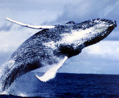 Las ballenas en la ruta de los barcos