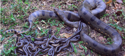 Piscilago lucha por la conservación de la fauna