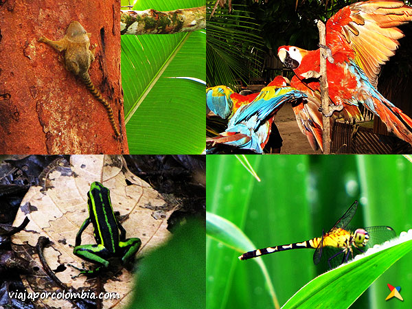Biodiversidad Amazonas