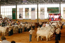Feria Agroindustrial y Equina en Roldanillo, Valle del Cauca