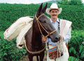 Un campesino antioqueño es el nuevo Juan Valdez