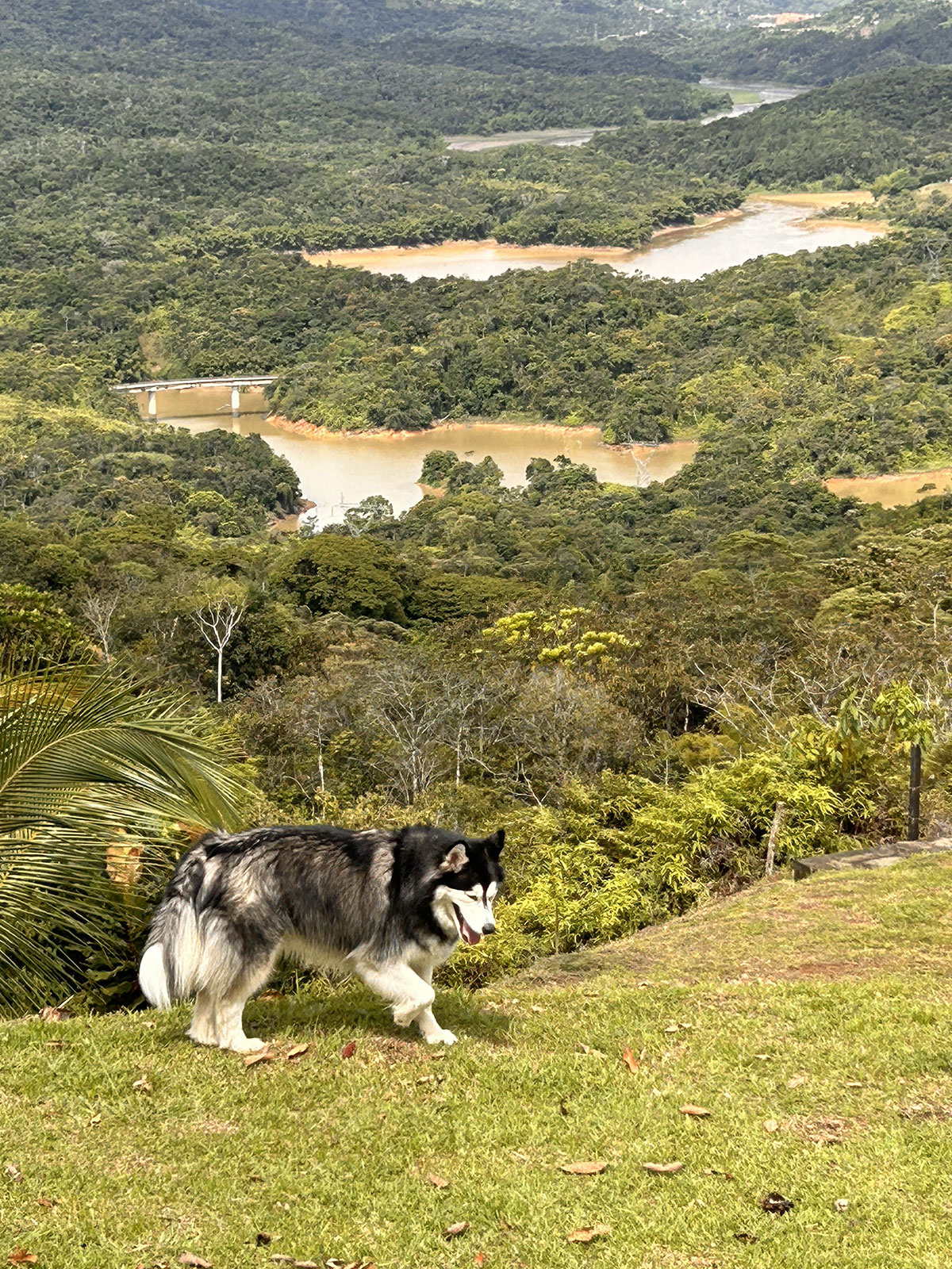 viaja por colombia con mascotas petfriendly
