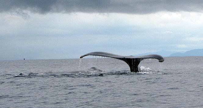 Volvieron las ballenas y volvimos a Bahía Solano